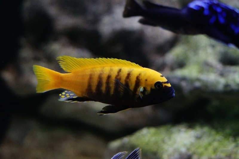 Maylandia sp. 'zebra gold' Kawanga